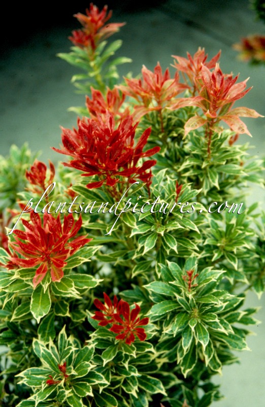 Pieris japonica ‘Carnaval’