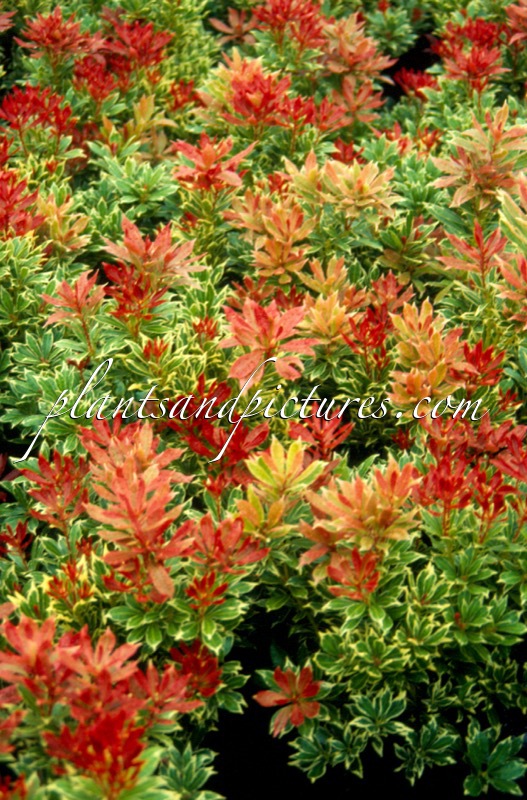 Pieris japonica ‘Carnaval’