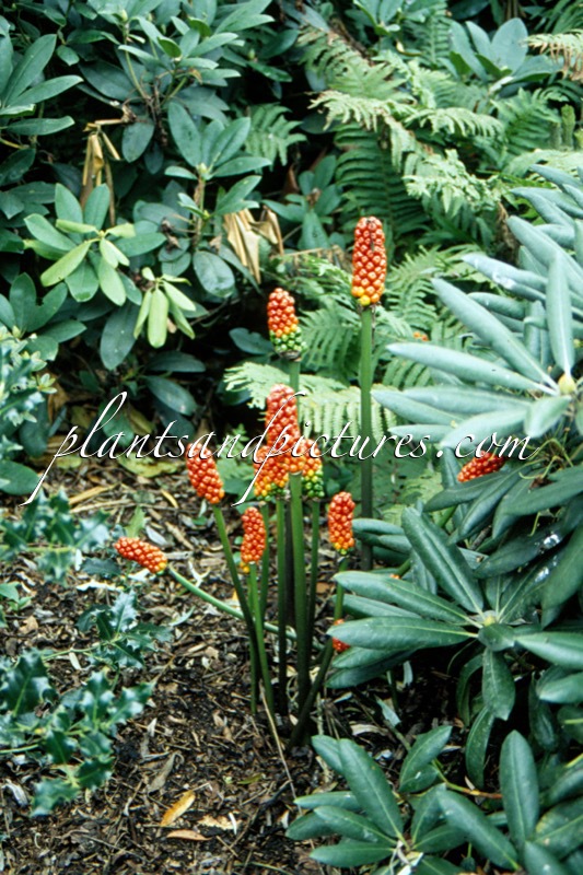 Arum italicum