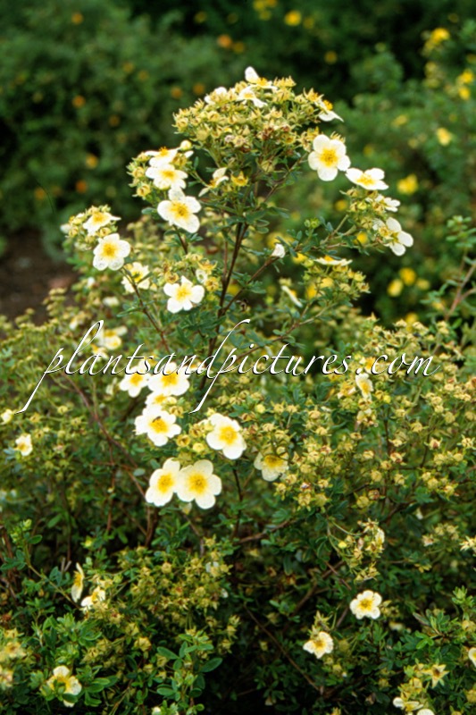 Potentilla fruticosa ‘Limelight’