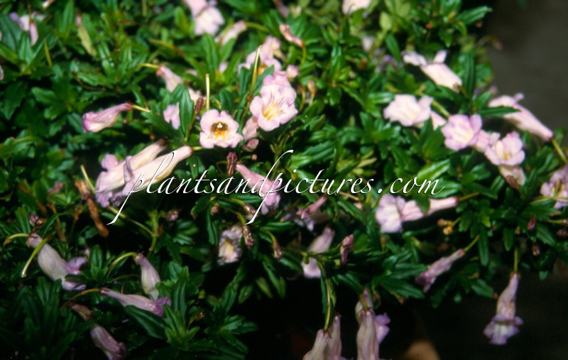 Lysionotus pauciflorus ‘Lavender Lady’