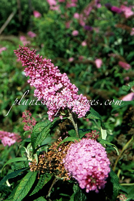 Buddleja davidii ‘Pink Delight’