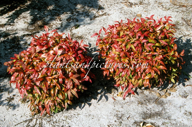 Nandina domestica ‘Pygmaea’