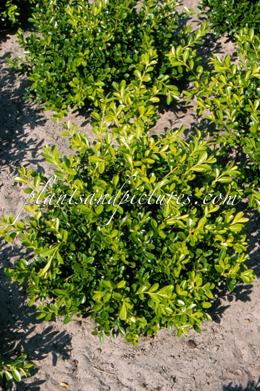 Buxus harlandii