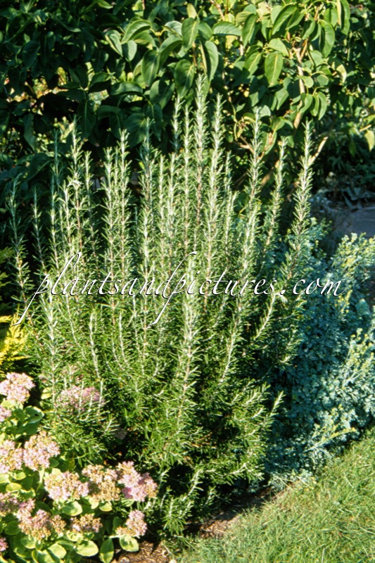 Rosmarinus officinalis