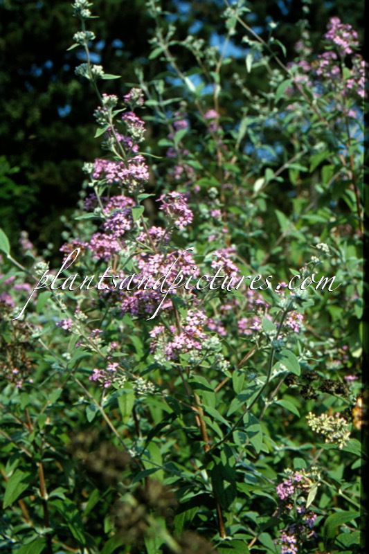 Buddleja pikei ‘Hever’