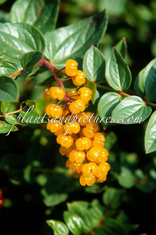 Coriaria terminalis var. xanthocarpa