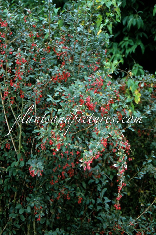 Berberis giraldii