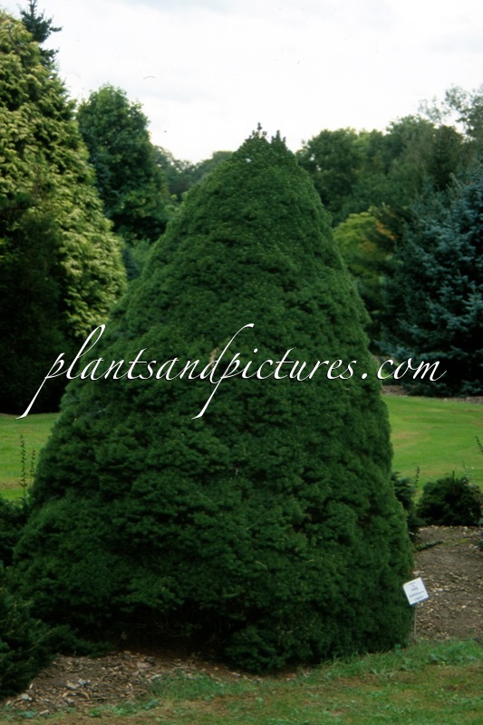 Picea glauca ‘Conica’