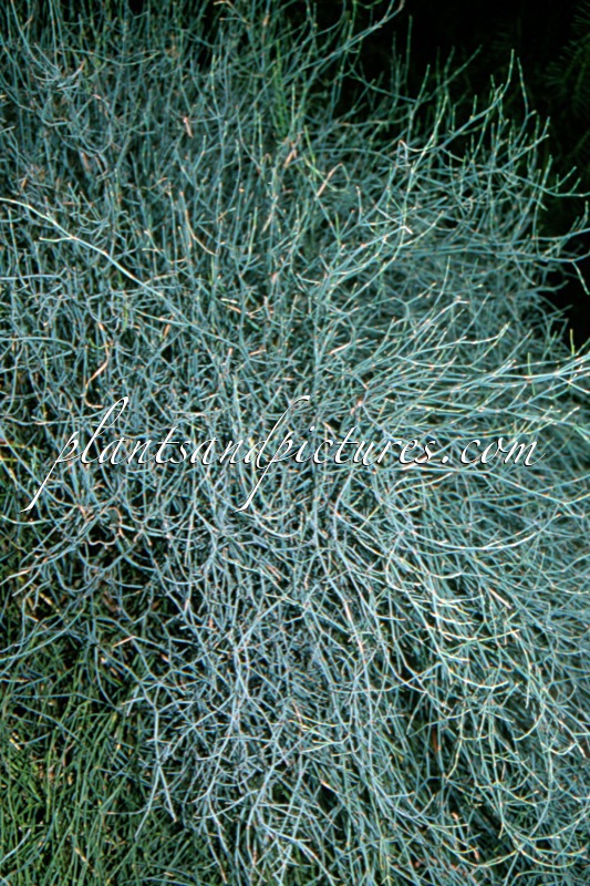Ephedra americana
