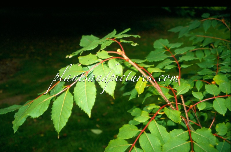 Picrasma quassioides