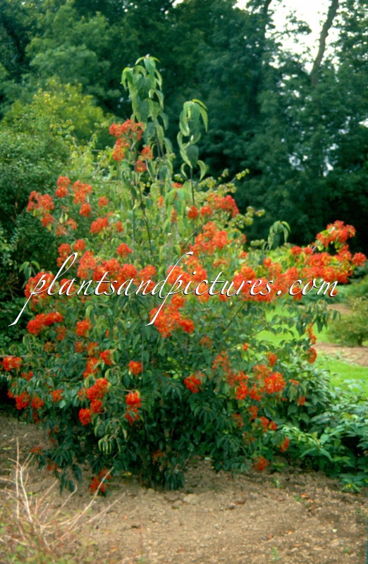 Viburnum betulifolium