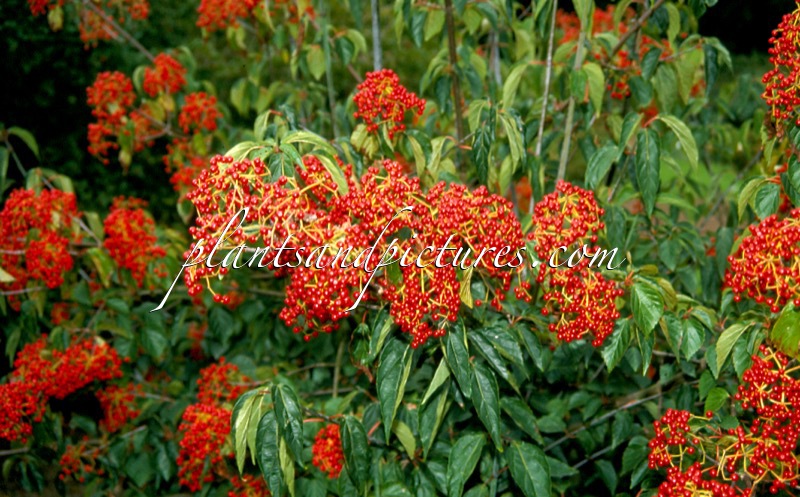 Viburnum betulifolium