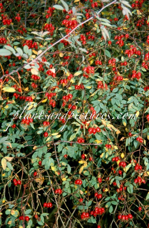 Rosa glauca
