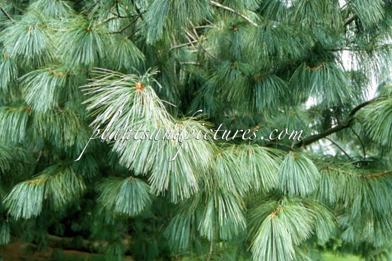 Pinus wallichiana