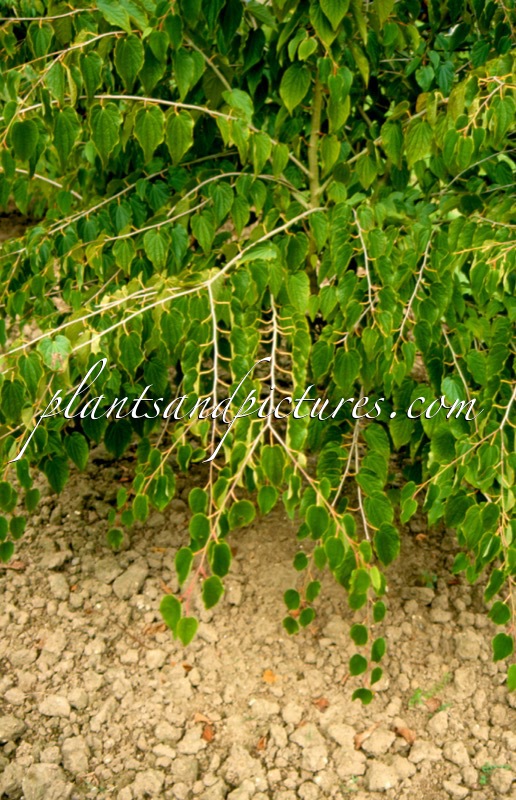 Tetracentron sinense