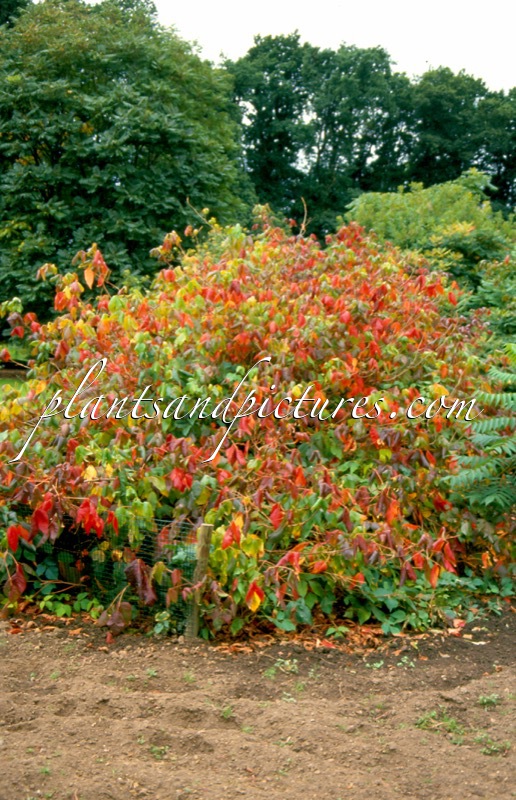 Rhus radicans