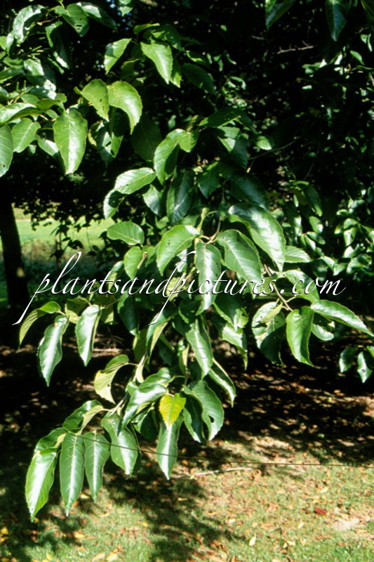 Alnus subcordata