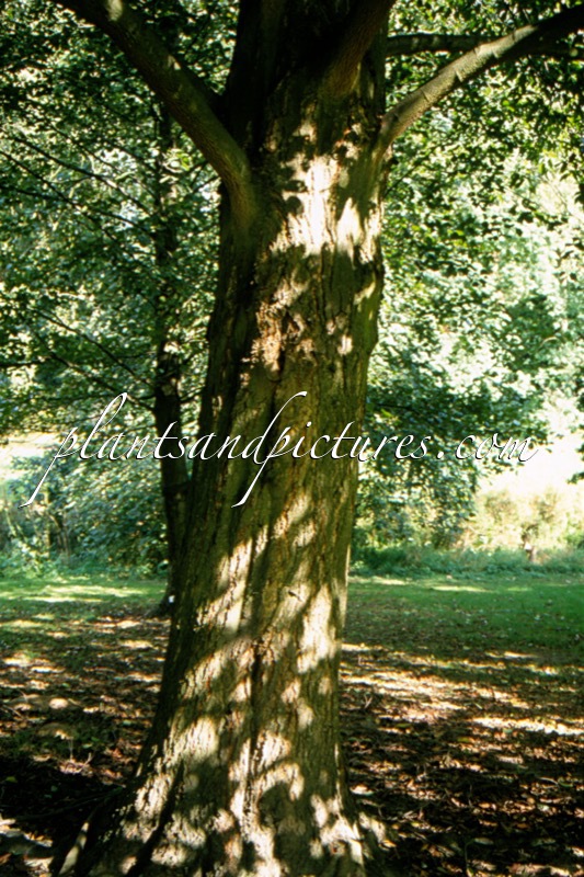 Alnus subcordata