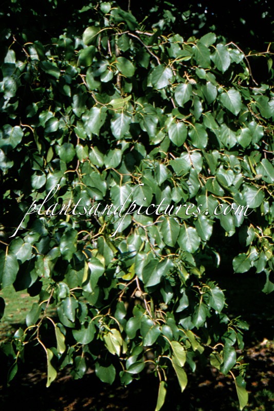 Alnus cordata