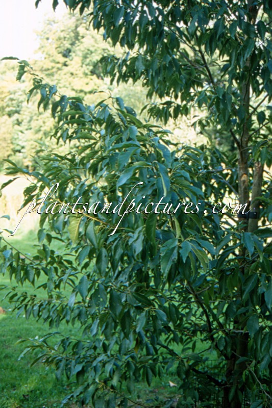 Alnus japonica