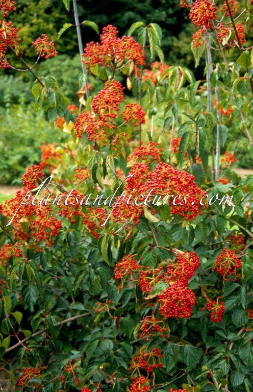 Viburnum betulifolium