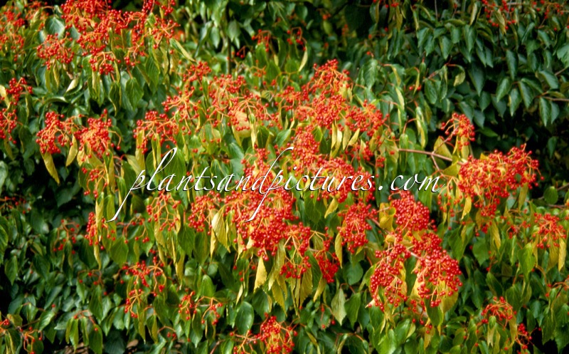 Viburnum setigerum