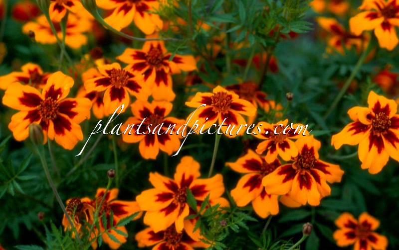 Tagetes