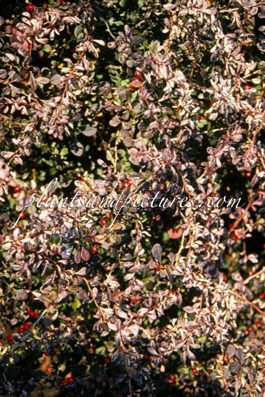 Berberis thunbergii ‘Pink Attraction’