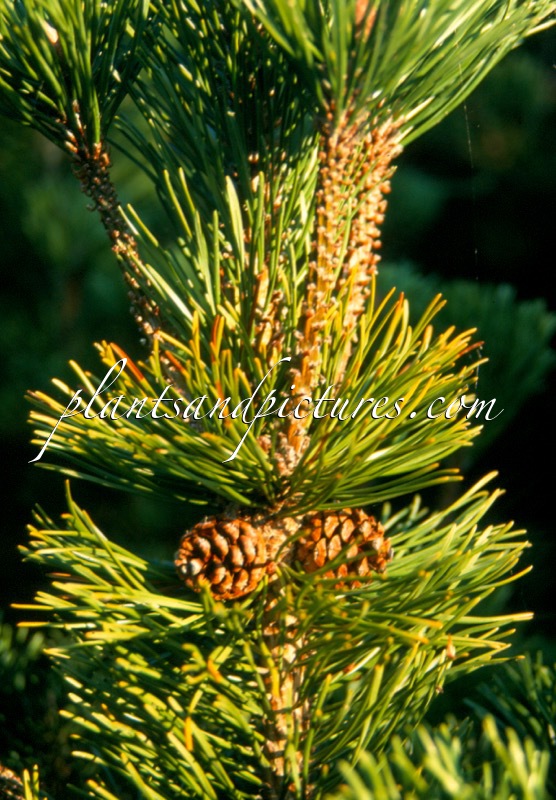 Pinus mugo subsp. mugo