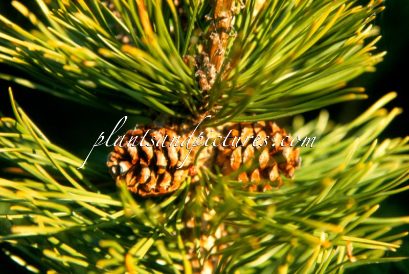 Pinus mugo subsp. mugo