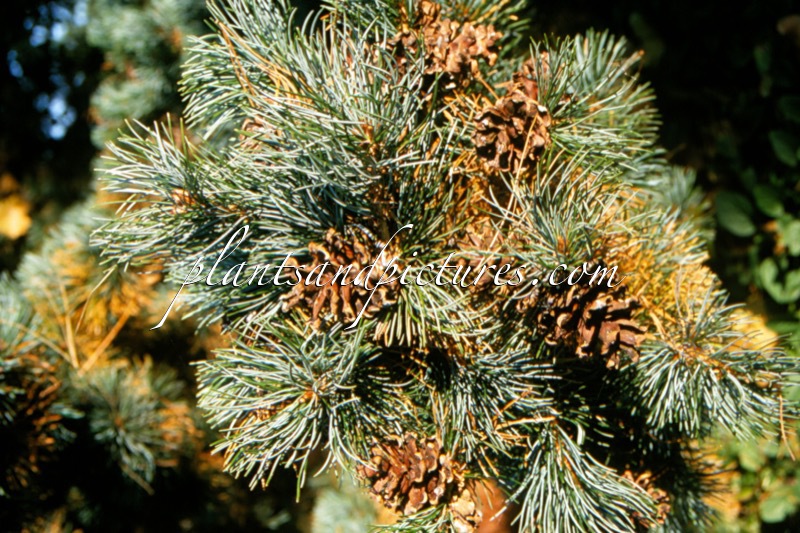 Pinus parviflora ‘Gimborn’s Ideal’