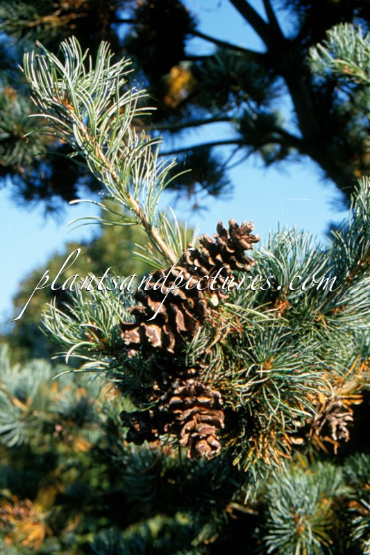 Pinus strobus ‘Radiata’