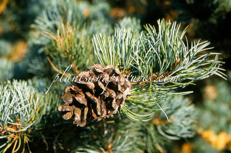 Pinus parviflora ‘Glauca’