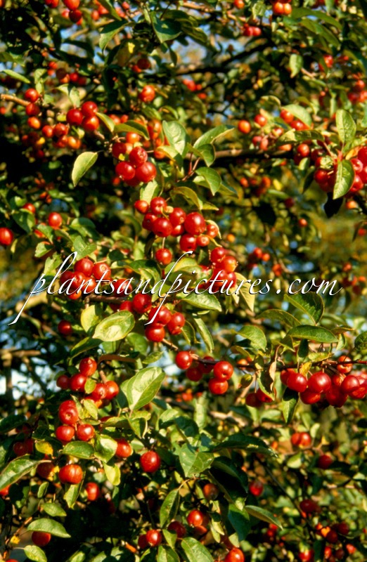 Malus ‘Evereste’ (PERPETU)