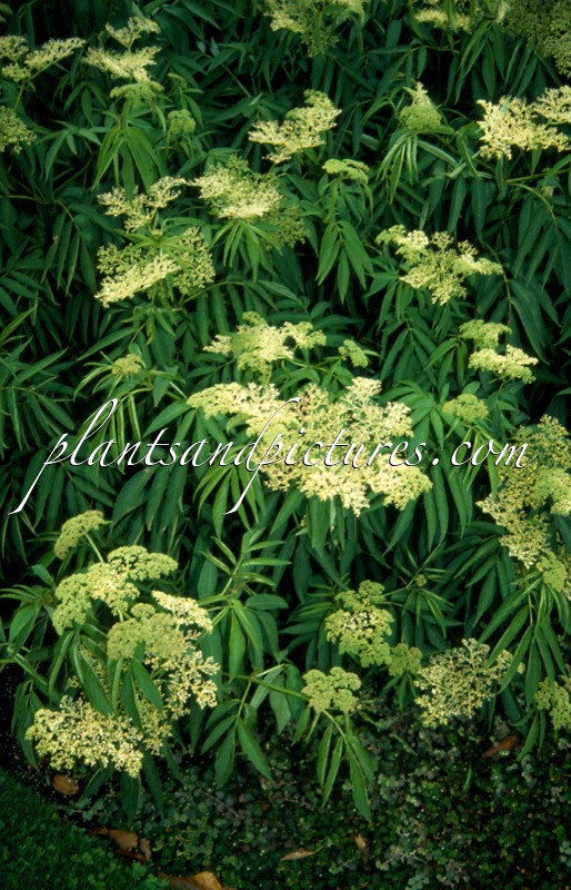 Sambucus formosana