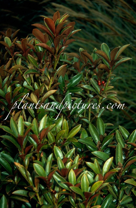 Skimmia japonica ‘Chilan Choice’