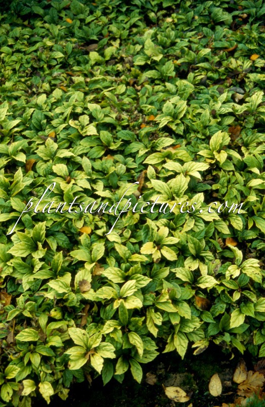 Pachysandra axillaris subsp. stylosa