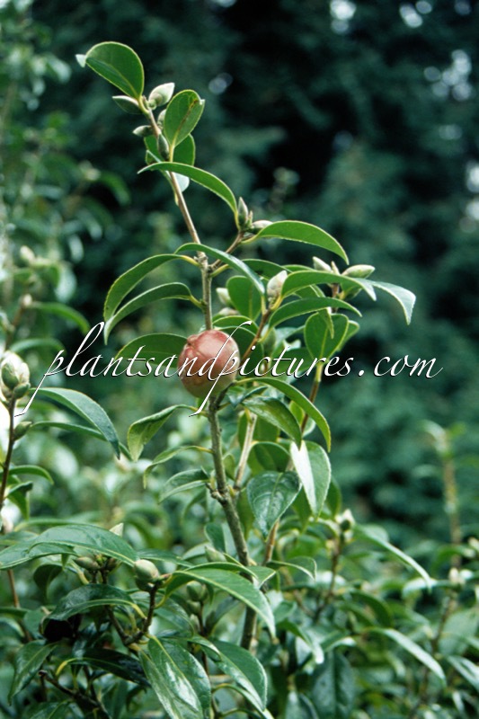 Camellia japonica