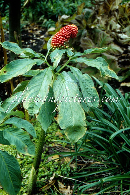 Arisaema tortuosum