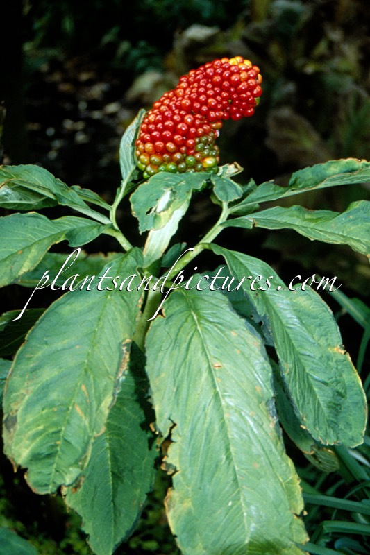 Arisaema tortuosum
