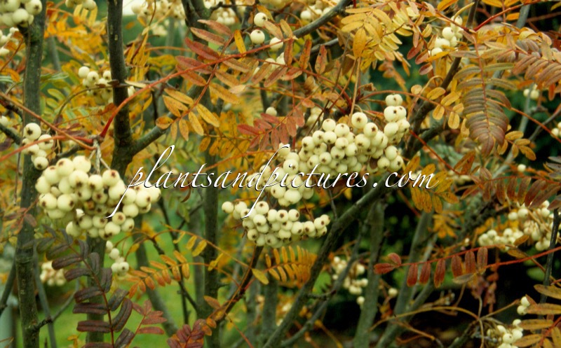 Sorbus microphylla