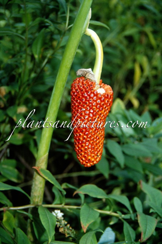 Arisaema consanguineum