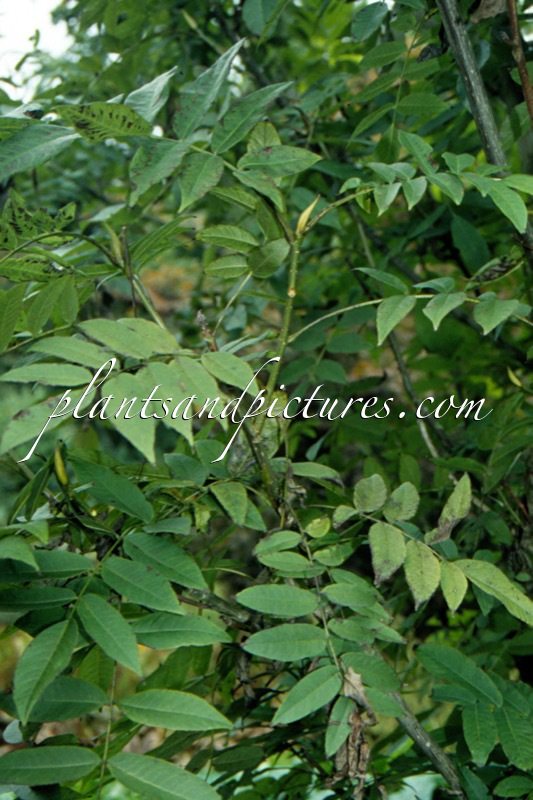 Pterocarya forrestii