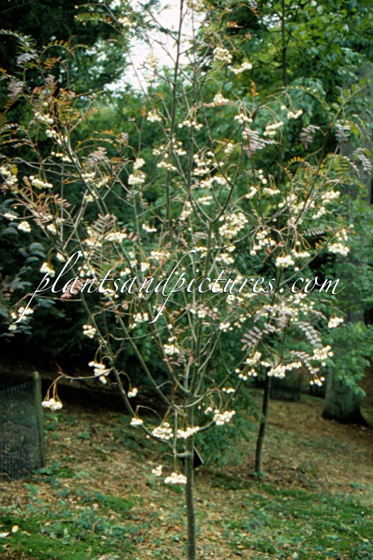 Sorbus gonggashanica