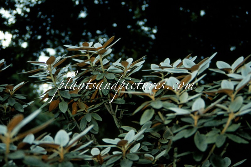 Rhododendron pachysanthum