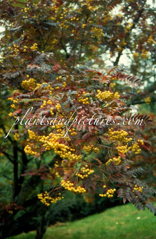 Sorbus ‘Joseph Rock’