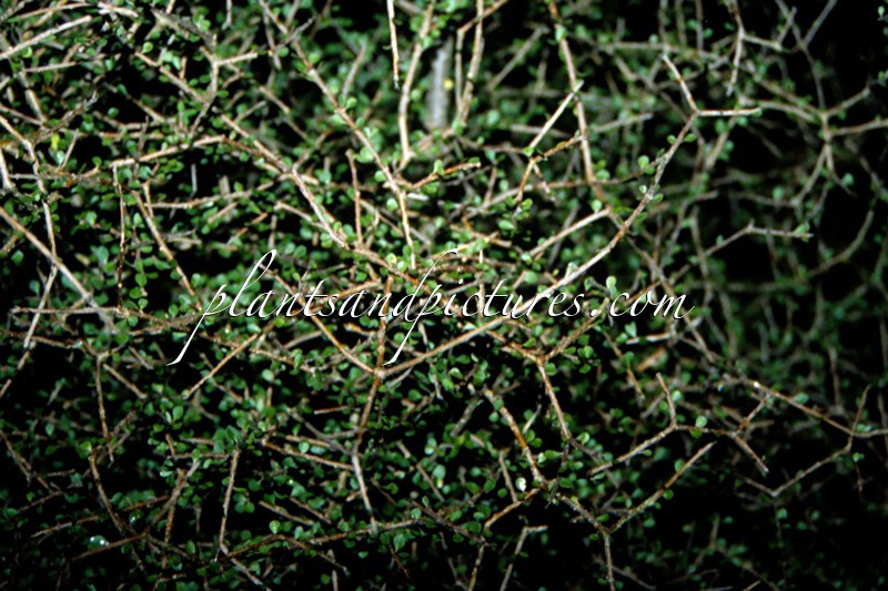 Pittosporum obcordatum