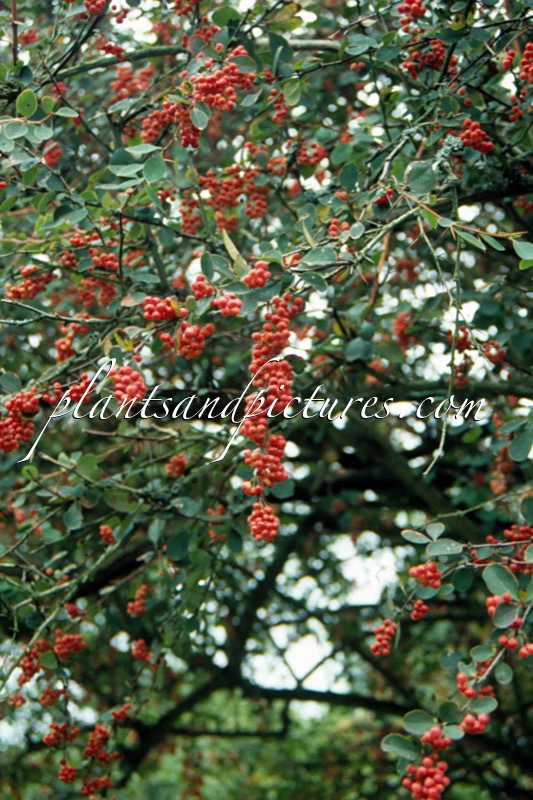 Berberis jamesiana
