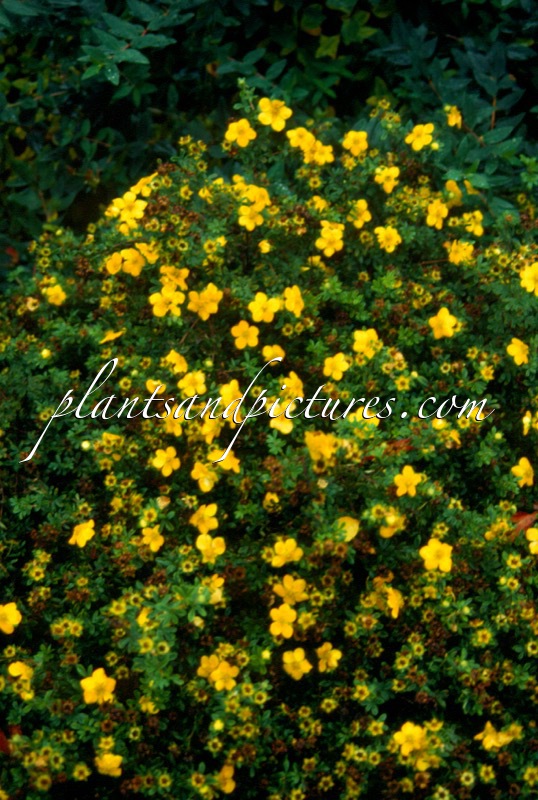 Potentilla fruticosa ‘Hachmann’s Gigant’